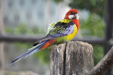 Vögel in einer Voliere 