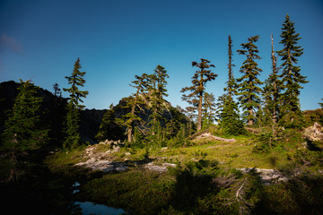 Fototapeta na wymiar Dramatic sunset lighting of trees in the Alpine Lakes Wilderness. Central Cascade Mountain Range, Washington State, July 2019