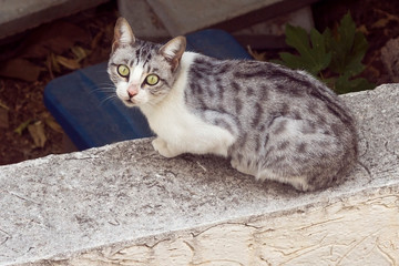 Cat sitting on stone wall