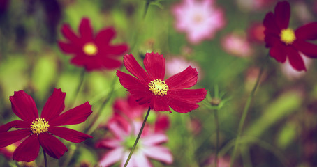 Fototapeta premium many red flowers in the garden