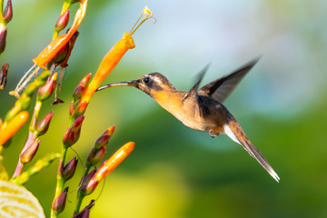 A Little Hermit Hummingbird feeding on the orange flowers of the Sanchezia bush in a tropical garden.