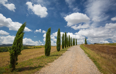 Cypress lined driveway in Tuscany, Italy.CR2