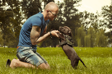 Three months old staffordshire bull terrier puppy with fitness muscle man