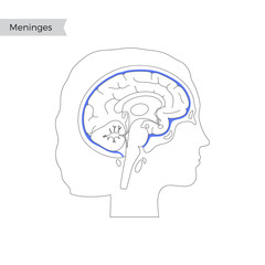 Vector isolated illustration of Meninges