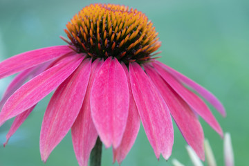 Close up of a pink coneflower against a bluish green background