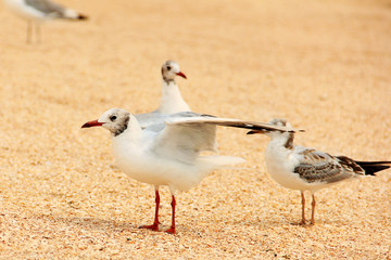 Larus argentatus. Silver gull on the seashore. Gull.