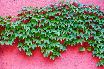 Red maple on red wall