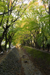 Tree tunnel consisting of maple trees along a path in a autumn forest.  Japan.
