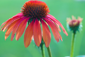 Tomato soup coneflower against a cool green background 