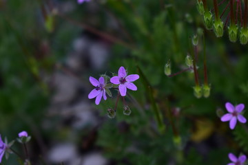 Blue flax flowers on a background of earth and foliage.