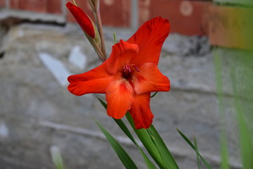 Flowers gladiolus in pink parrot green.