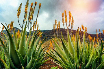 Cactus and plants with the sunset view in distance. © magdal3na