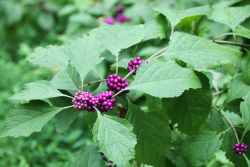 Close up of beautyberry bush
