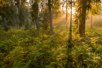 Forrest - Forest Knyszyn (Poland)