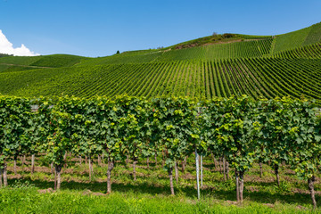 Fototapeta na wymiar Famous green terraced vineyards in Mosel river valley, Germany, production of quality white and red wine, riesling