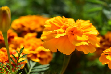 Marigold orange (lat. Tagétes) of the family Asteraceae, or Compositae family.