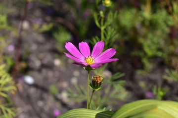 Flowers field pink cosmos in the garden.