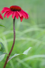 Tall and slender Echinacea Sombrero® Baja Burgundy, coneflower, against a blue green background