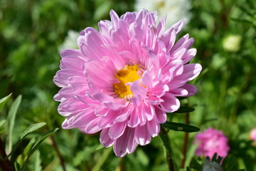 Fototapeta premium Large Aster flowers of different colors.