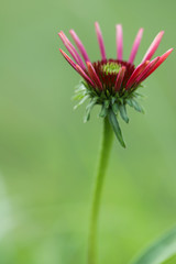 Coneflower, Echinacea Sombrero® Baja Burgundy, reaching for the sun on a celery green background 