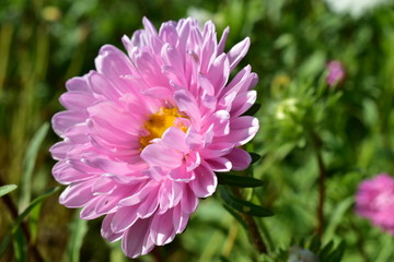 Fototapeta premium Large Aster flowers of different colors.