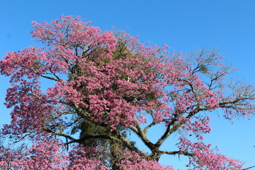 Pink ipe tree branches with flowers. Sunny day with blue sky in the background.