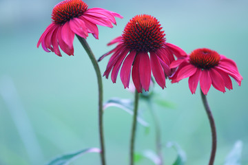 Three Echinacea Sombrero® Baja Burgundy blossoms dancing  against a turquoise background