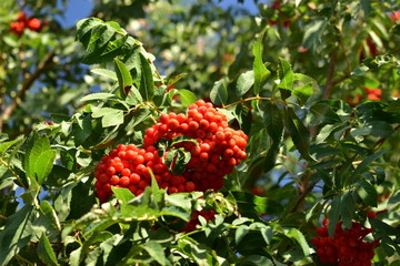 Red and ripe Rowan fruit on a tree in the sun.