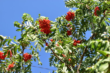 Red and ripe Rowan fruit on a tree in the sun.