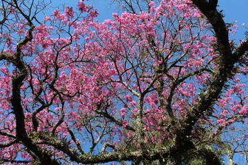 Pink ipe tree branches with flowers. Sunny day with blue sky in the background.
