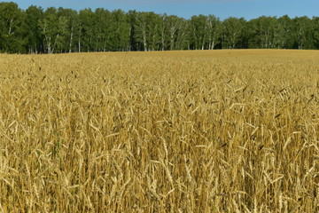 Rural field with ripe ears of wheat in autumn (background).