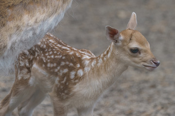 Portrait of cute fallow baby deer standing near mother. The beauty of wild animals. Natural light