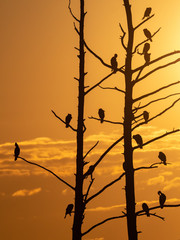 Cormorants at sunset