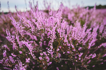 Obraz premium Heideblüte