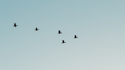 Silhouette of birds flying in the sky