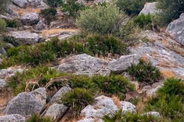 Deer jumping from stone to stone