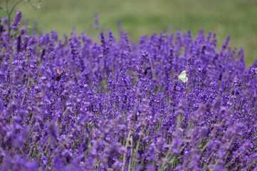 Lavender field butterfly