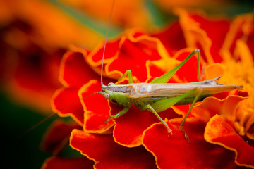 Beautiful macro details of nature wildlife. Small green grasshopper on a red fluffy marigold flower.