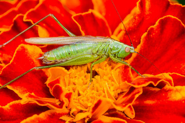 Beautiful macro details of nature wildlife. Small green grasshopper on a red fluffy marigold flower.