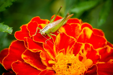 Beautiful macro details of nature wildlife. Small green grasshopper on a red fluffy marigold flower.