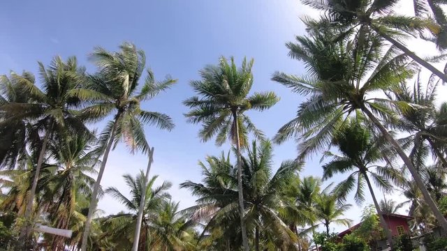 Hyperlapse of coconut palm tree windy on clear blue sky background on Mantanani Island, Sabah, Borneo