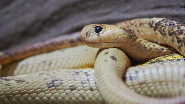 Cape cobra (Naja nivea) observes the surroundings