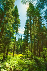 morning in the forest