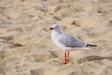 Close-up of a seagull on the beach