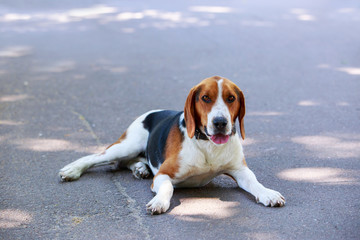 The dog breed American Foxhound