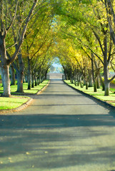 Fototapeta na wymiar canopy of trees on private drive
