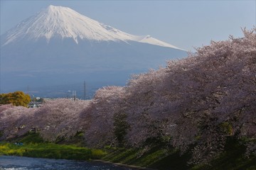 潤井川からの富士山と桜
