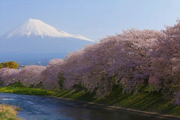 潤井川からの富士山と桜