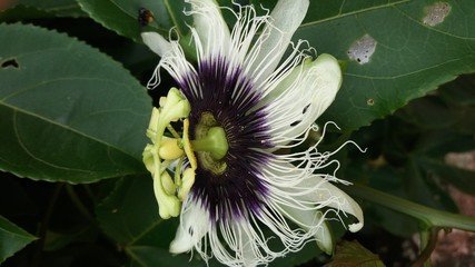 Wildflowers