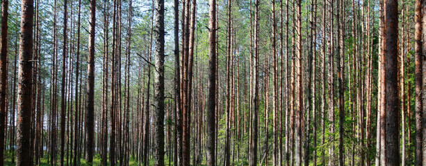 Tall thin pine trees in swampy woods